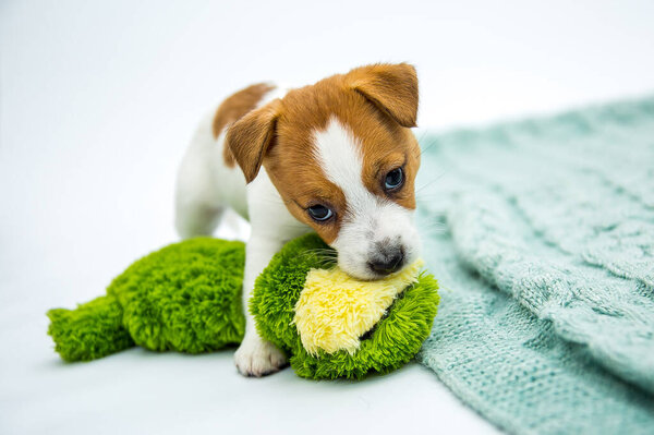 Щенки маленького Джека Рассела Терьера. Щенки играют с игрушками. Белый фон
.