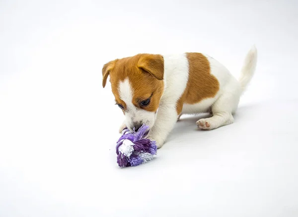 Pequenos Cachorrinhos Jack Russell Terrier Filhotes Brincam Com Brinquedos Fundo — Fotografia de Stock