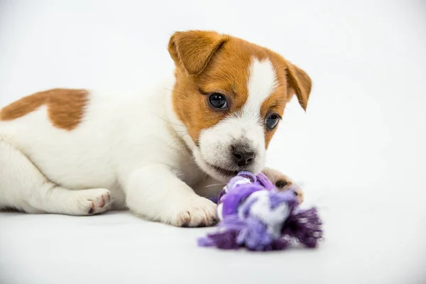 Pequenos Cachorrinhos Jack Russell Terrier Filhotes Brincam Com Brinquedos Fundo — Fotografia de Stock