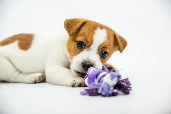 Pequenos Cachorrinhos Jack Russell Terrier Filhotes Brincam Com Brinquedos Fundo — Fotografia de Stock