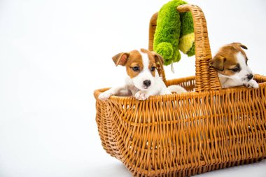 Köpek yavruları Russell Terrier. Küçük yavrular hasır bir sepette oynarlar. Beyaz bir arkaplanda izole edilmiş.