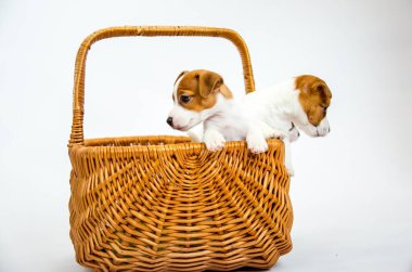 Köpek yavruları Russell Terrier. Küçük yavrular hasır bir sepette oynarlar. Beyaz bir arkaplanda izole edilmiş.