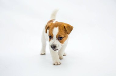 Küçük Jack Russell Terrier köpeği. Beyaz arkaplanda izole.