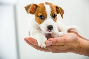 Küçük Jack Russell Terrier köpeği. Yavru köpek insan eline konur..