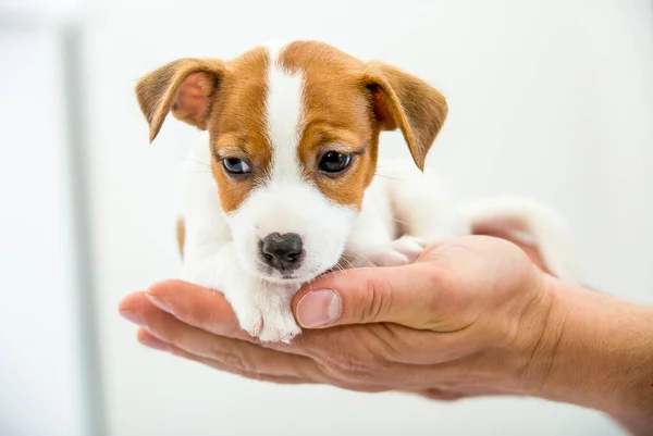 Kleine Jack Russell Terrier Puppy Pup Wordt Menselijke Hand Geplaatst — Stockfoto