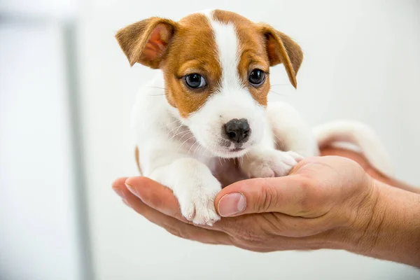 Lille Jack Russell Terrier Valp Valpen Placeras Den Mänskliga Handen — Stockfoto