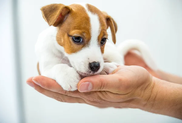 Kleine Jack Russell Terrier Puppy Pup Wordt Menselijke Hand Geplaatst — Stockfoto