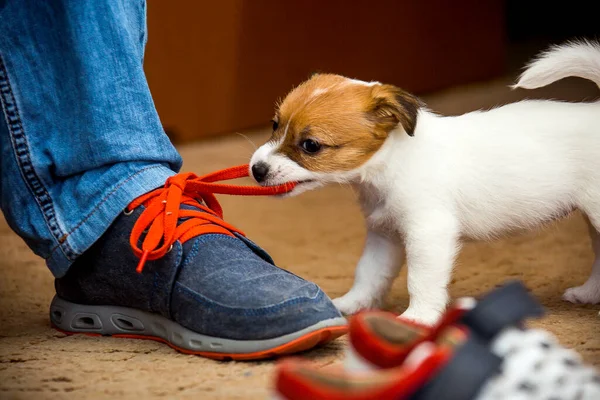 Pequenos Cachorrinhos Jack Russell Terrier Filhotes Cachorro São Jogados Com — Fotografia de Stock