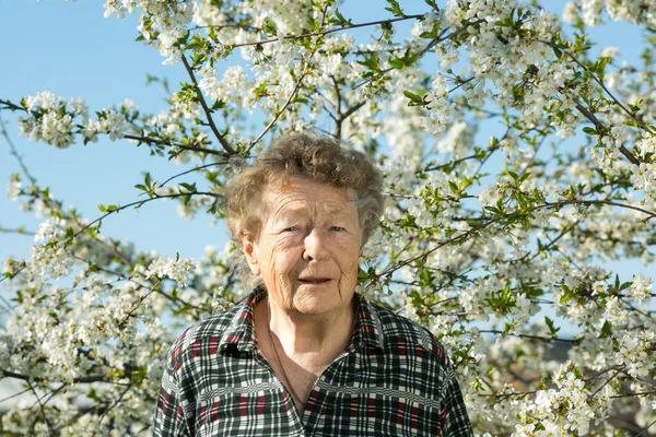 桜の花を背景に庭を訪れる美しいおばあさんの前向きな気持ち — ストック写真