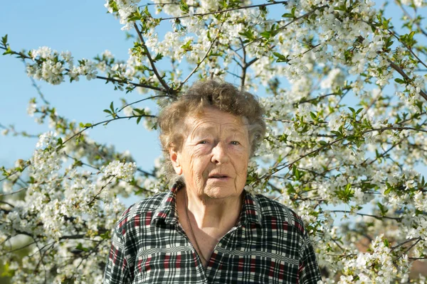 桜の花を背景に庭を訪れる美しいおばあさんの前向きな気持ち — ストック写真