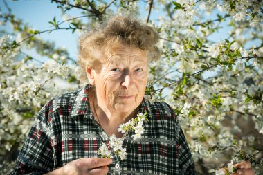 Çiçek açan kiraz bahçesini ziyaret ederken kiraz dalını tutan güzel yaşlı bir kadının olumlu duyguları.