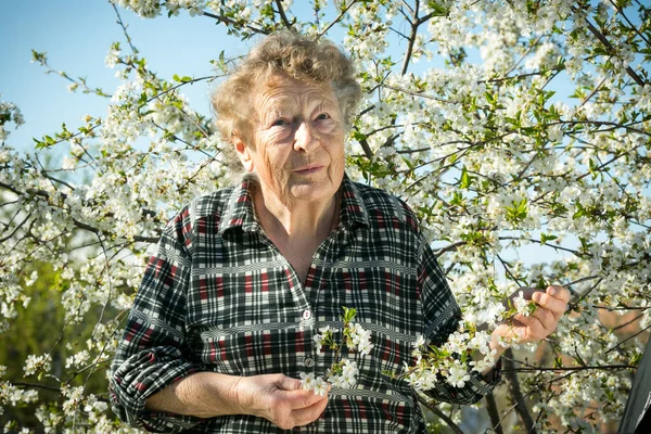 Pozytywne Emocje Pięknej Starej Kobiety Która Trzyma Gałąź Kwitnącej Wiśni — Zdjęcie stockowe