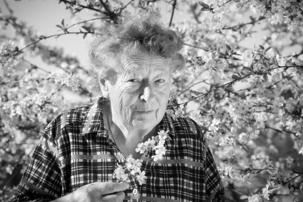 Pozytywne Emocje Pięknej Starej Kobiety Która Trzyma Gałąź Kwitnącej Wiśni — Zdjęcie stockowe