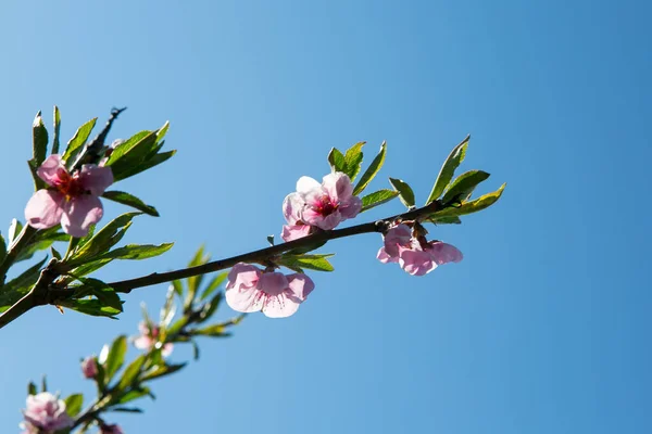 Branches of a blossoming peach on a background of blue sky