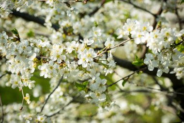 Bir bahar bahçesinin dallarında çiçek açan kiraz dalları.