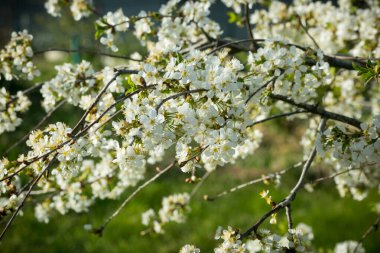 Bir bahar bahçesinin dallarında çiçek açan kiraz dalları.