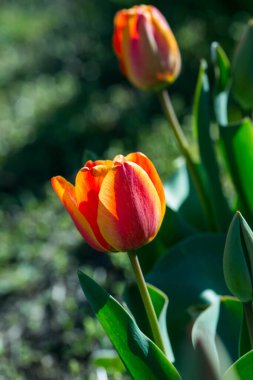 Son zamanlarda bahçede dünyanın arka planında açan laleler.