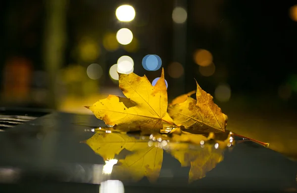 Желтый Опавший Кленовый Лист Ночью Осенняя Дождливая Погода Фоне Дождевых — стоковое фото