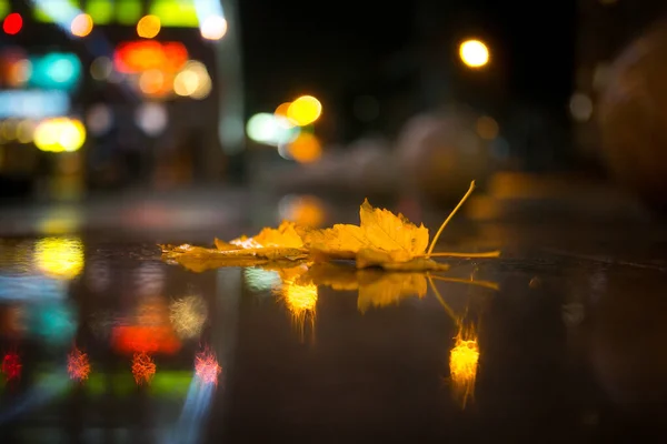 Żółty Opadły Liść Klonu Nocy Jesienna Deszczowa Pogoda Tle Kropel — Zdjęcie stockowe