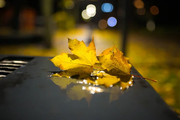 Żółty Upadły Liść Klonu Nocy Jesienna Deszczowa Pogoda Mokrej Ławce — Zdjęcie stockowe