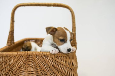 Beyaz arka planda kahverengi kulaklı beyaz Jack Russell Terrier köpekleri. Eğer böyle yavrularınız varsa, karantina ve tecrit süresince onlarla zevkle iletişim kurun..