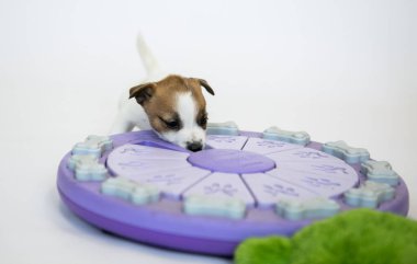 Beyaz arka planda kahverengi kulaklı beyaz Jack Russell Terrier köpekleri en sevdikleri oyuncaklarıyla oynamayı severler, beyaz ve mor. Eğer böyle yavrularınız varsa, karantina ve tecrit süresince onlarla zevkle iletişim kurun..