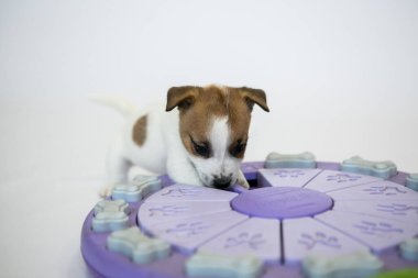 Beyaz arka planda kahverengi kulaklı beyaz Jack Russell Terrier köpekleri en sevdikleri oyuncaklarıyla oynamayı severler, beyaz ve mor. Eğer böyle yavrularınız varsa, karantina ve tecrit süresince onlarla zevkle iletişim kurun..