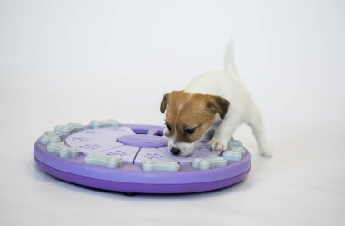 Beyaz arka planda kahverengi kulaklı beyaz Jack Russell Terrier köpekleri en sevdikleri oyuncaklarıyla oynamayı severler, beyaz ve mor. Eğer böyle yavrularınız varsa, karantina ve tecrit süresince onlarla zevkle iletişim kurun..