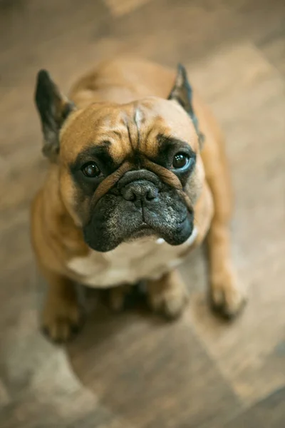 Buldogue Francês Jovem Amarelo Escuro Com Rosto Preto Fundo Marrom — Fotografia de Stock