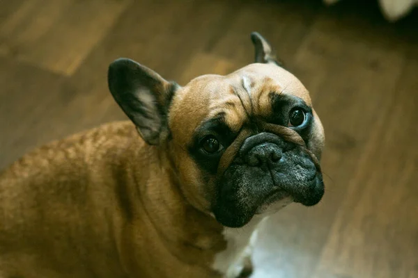 Buldogue Francês Jovem Amarelo Escuro Com Rosto Preto Fundo Marrom — Fotografia de Stock