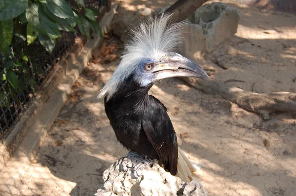 Toekan Met Een Grijze Snavel Dierentuin Van Santiago — Stockfoto