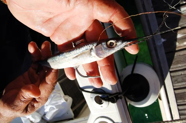 Pequeno Peixe Prateado Nas Mãos Pescador — Fotografia de Stock
