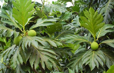 Yeşil yaprakların üzerinde taze ekmek meyvesi