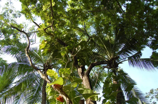 Palmboom Tegen Achtergrond Van Andere Bomen Hun Stammen Evenals Een — Stockfoto