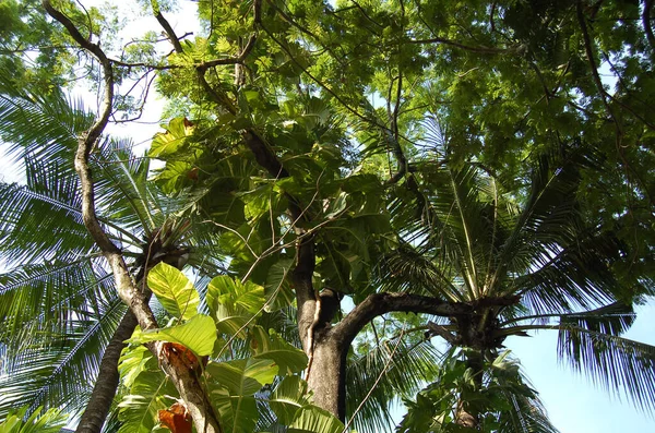 Palmboom Tegen Achtergrond Van Andere Bomen Hun Stammen Evenals Een — Stockfoto
