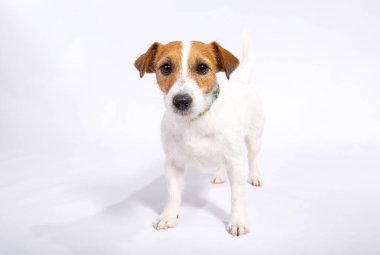 Jack Russell Terrier stüdyoda beyazları izole etti. Dostça bir kavram