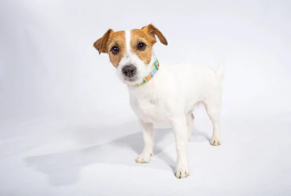 Jack Russell Terrier Izolovaný Bílém Studiu Přátelský Koncept — Stock fotografie