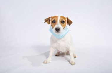 Jack Russell Terrier karantinada. Stüdyoda beyazlar içinde. Coronavirus. Tıbbi maskeler herkes için zorunludur. Köpek onun korumasından memnun.