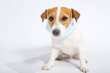 Jack Russell Terrier karantinada. Stüdyoda beyazlar içinde. Coronavirus. Tıbbi maskeler herkes için zorunludur. Köpek onun korumasından memnun.