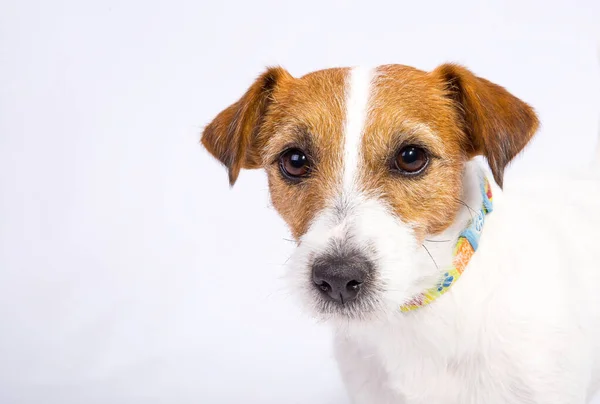 Jack Russell Terrier Náhubek Izolovaný Bílém Studiu Přátelský Koncept — Stock fotografie