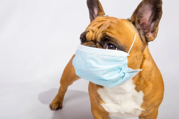 The pensive face of a French bulldog in a mask during the quarantine period. Coronavirus. Isolated on white in a studio. Medical masks are a must for everyone. Friendly concept