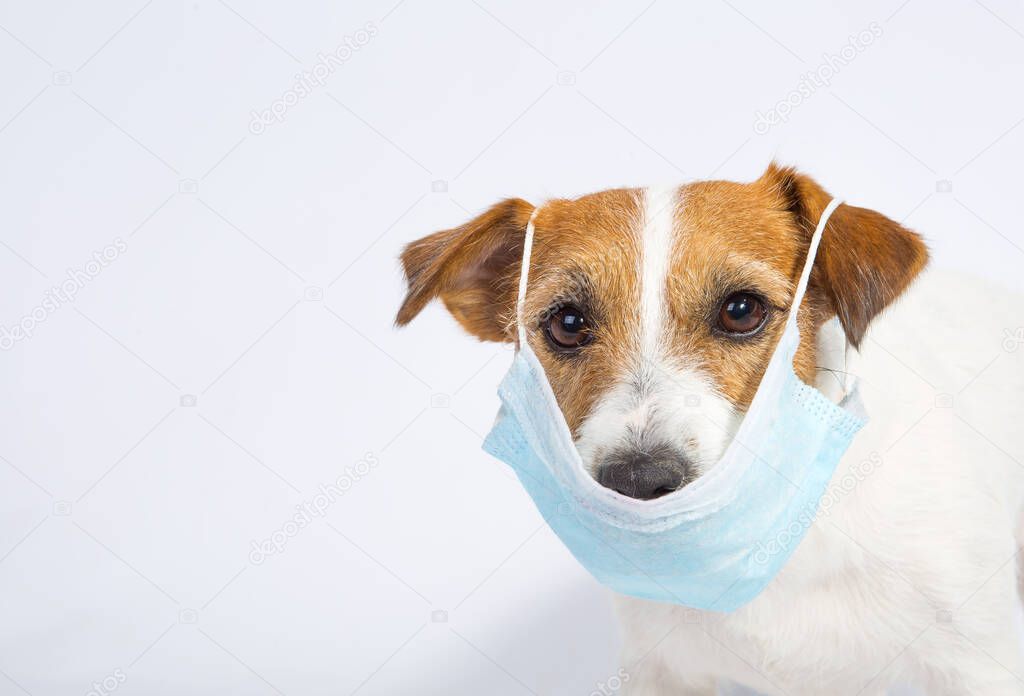 Masked Jack Russell Terrier face in quarantine. Isolated on white in a studio. Coronavirus. Medical masks are a must for everyone. The dog is pleased with its protection.