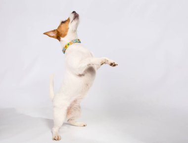 Oyuncu bir köpek arka ayakları üzerinde durur, mutlu bir ilgiyle yukarı bakar ve dilini biraz dışarı çıkarır. Jack Russell Terrier stüdyoda. Beyaz bir arka planda izole edilmiş. Girişim, eylem, hareket kavramı.