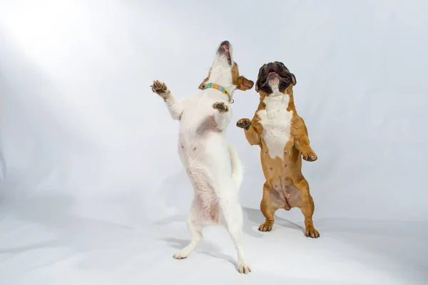 Two cute playful dogs during the game look up with happy interest. French Bulldog and Jack Russell Terrier in the studio. Isolated over white background. The concept of initiative, action, movement.