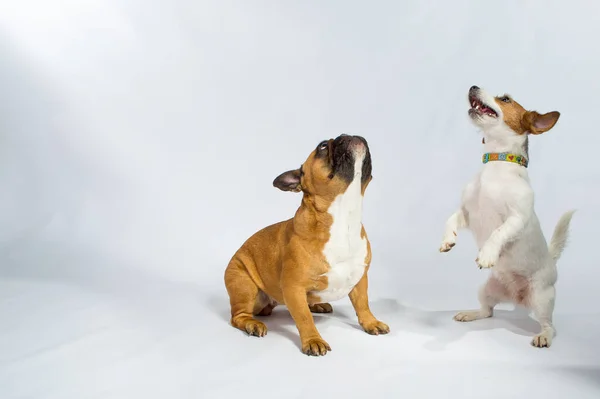 Zwei Süße Verspielte Hunde Schauen Während Des Spiels Mit Freudigem — Stockfoto