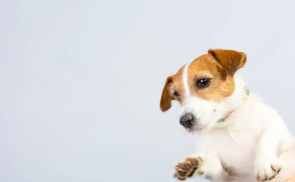 Ein Nachdenklicher Blick Eines Verspielten Hundes Jack Russell Terrier Studio — Stockfoto