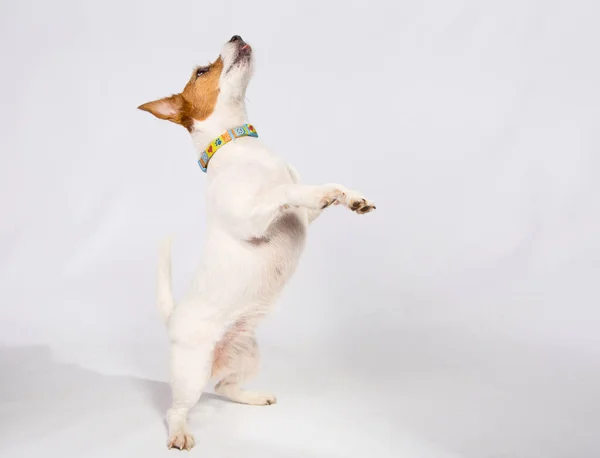 Ein Verspielter Hund Steht Auf Seinen Hinterbeinen Blickt Mit Freudigem — Stockfoto