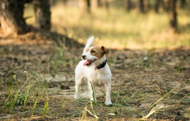 Jack Russell Terrier dalların arkasındaki kuru ve yeşil çimlerde eğleniyor.
