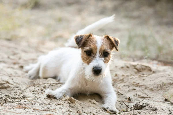 Jack Russell Terrier Fekszik Homokban — Stock Fotó