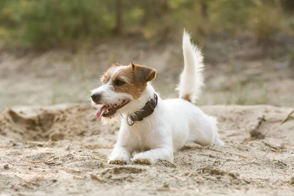 Jack Russell Terrier Fekszik Homokban — Stock Fotó
